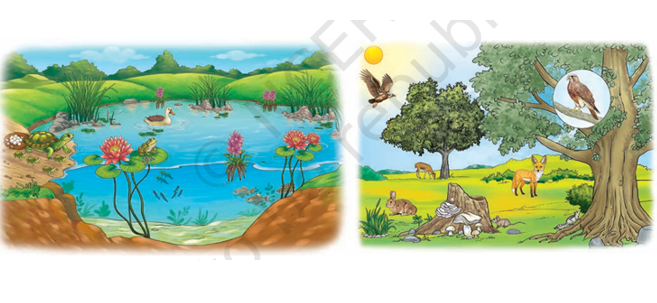 Earth - The Perfect Planet for Life