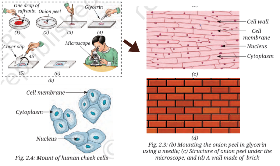 Microscopic view of onion peel cells (rectangular) and cheek cells (polygonal), highlighting plant and animal cells.