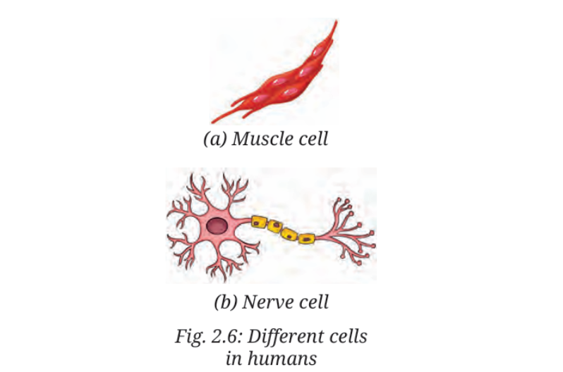 Two scientific drawings showing different human cells. The top illustration depicts
 a red spindle-shaped muscle cell labeled as (a) Muscle cell. Below, a nerve cell is shown with a round central body, branching extensions, and a segmented yellow axon, labeled as (b) Nerve cell. Underneath both drawings, the text reads: Fig 2.6: Different cells in humans.