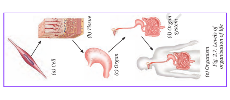 Diagram showing the levels of organization in living organisms: cell, tissue, organ, organ system, and organism, with arrows connecting each stage. The environment is clean and educational, and the tone is informative.