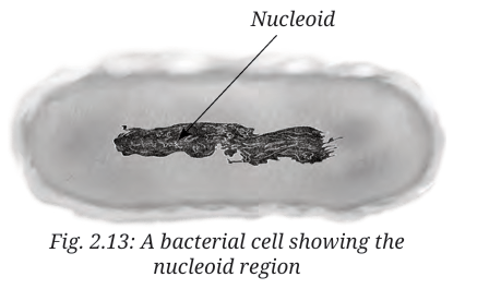 A bacterial cell showing the 
nucleoid region