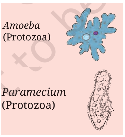 Protozoa Examples: Amoeba and Paramecium