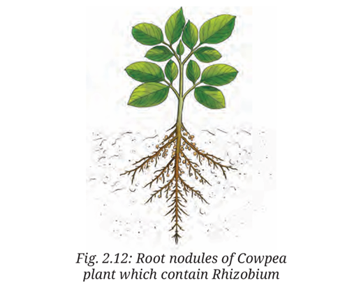 Rhizobium bacteria in root nodules of legume plants
