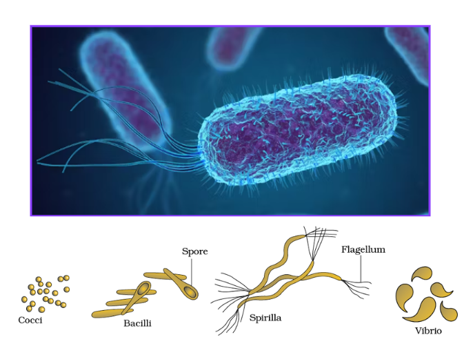 Examples of Bacteria